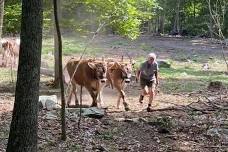 Working Oxen Demonstration