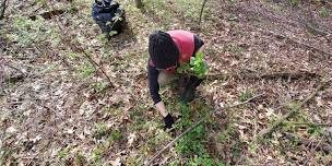 Second Saturday Workday at Brower Lake Nature Preserve