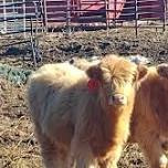 Rolling Gavel, LLC - Alternative Livestock Auctions