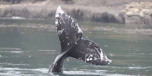 Conservation Status of  Marine Mammals of BC:  the Good, the Bad, and the Ugly