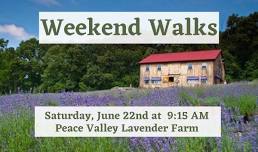 Weekend Walks - Peace Valley Lavender Farm