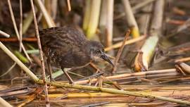 Litchfield Hills Audubon Society:  Paddling Trip at Mohawk Pond in Cornwall