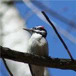 Bird Watching-Feathered Fridays