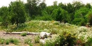 Native Plant Garden Immersion - Spring Session