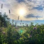 Wild Herb Identification Walk!