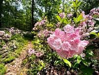 Wildflower Hike