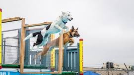 DockDogs® & Dueling Dogs at Surf Inn VIII @ TWI Ashland | WCDH