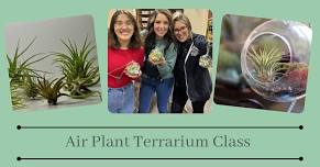 Air Plant Terrarium Class