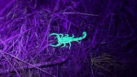 UV Night Hike