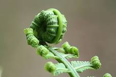 Ferns, Clubmoss and Horsetails