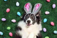 Easter Egg Hunt for Pups