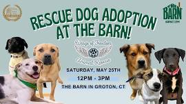 Rescue Dog Adoption at Barn CT!