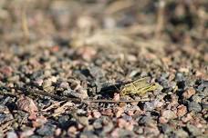 Nature Photography — Sand Creek Regional Greenway