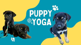 Puppy Yoga & Yappy Hour