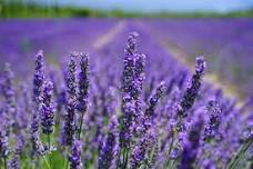 The Lucky Clover Farm - Lavender!