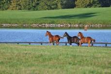 Grassland - Out and Back w/ Franklin Road Runners and Nashville Tri-Club