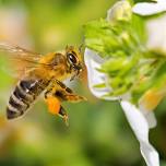 The Lonely Beekeeper