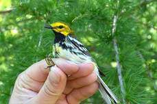 Bird Banding Drop-In