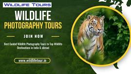 Tadoba Tiger Trails