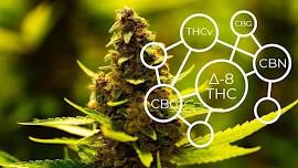 Discover Emerging Cannabinoids