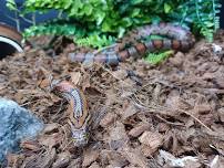 Trail Animals: Beech Maple Trail with Corn Snake