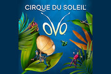 Cirque du Soleil: OVO