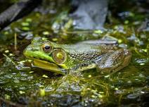 Wildlands Conservancy - PreK Pathfinders: Herpetology- Amphibians at TNP