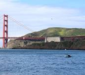 Marine Wildlife and Ecology - Sail under the Golden Gate Bridge 2024