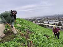 Community Habitat Restoration event at Baldwin Hills Scenic Overlook