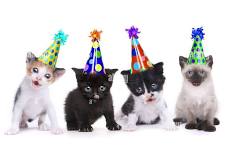 First Anniversary Celebration & Kitten Shower