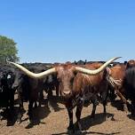 Spring Premier Alternative Livestock Auction