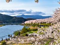 Kakunodate Cherry Blossom Festival