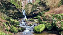 Woodland & Hedgerow Foraging Walk