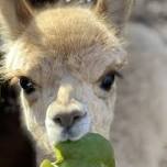 National Alpaca Farm Days Open House