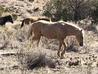 Hike Main Canyon - view wild horses