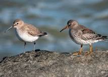 Name that Shorebird!