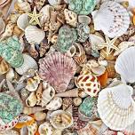 Shells and More-Seashells