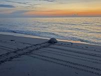 Guided Turtle Walk