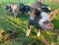 Open Barnyard - At Weir River Farm - Hingham, MA