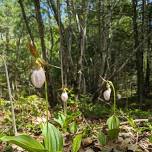 Lady's Slipper Wildflower Walk