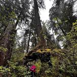 Valley of the Giants Nature Tours LLC