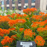 Stewards’ Circle: UM Campus Landscapes