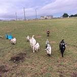 Sunset Goat yoga!