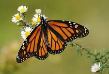 June Weekday Butterfly Walk