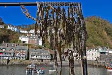 Seaweed Festival, Clovelly