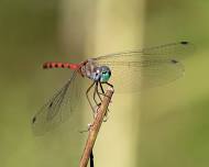 Damsels and Dragons- A Dragonfly Survey Walk