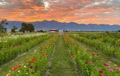 2024 Sunrise Breakfast and U-Pick Flowers