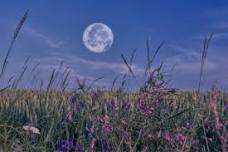 Strawberry Full Moon Retreat: Purnima Sadhana