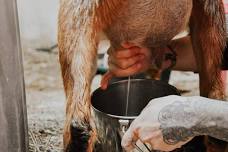 Open Farm Day with Baby Goats