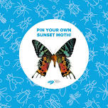 Entomology Pinning Workshop: Pin a Sunset Moth! 